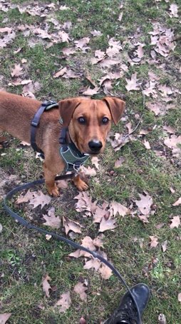 Hundetreffen-Hundespielrunde in Volkmarsdorf-Profilbild