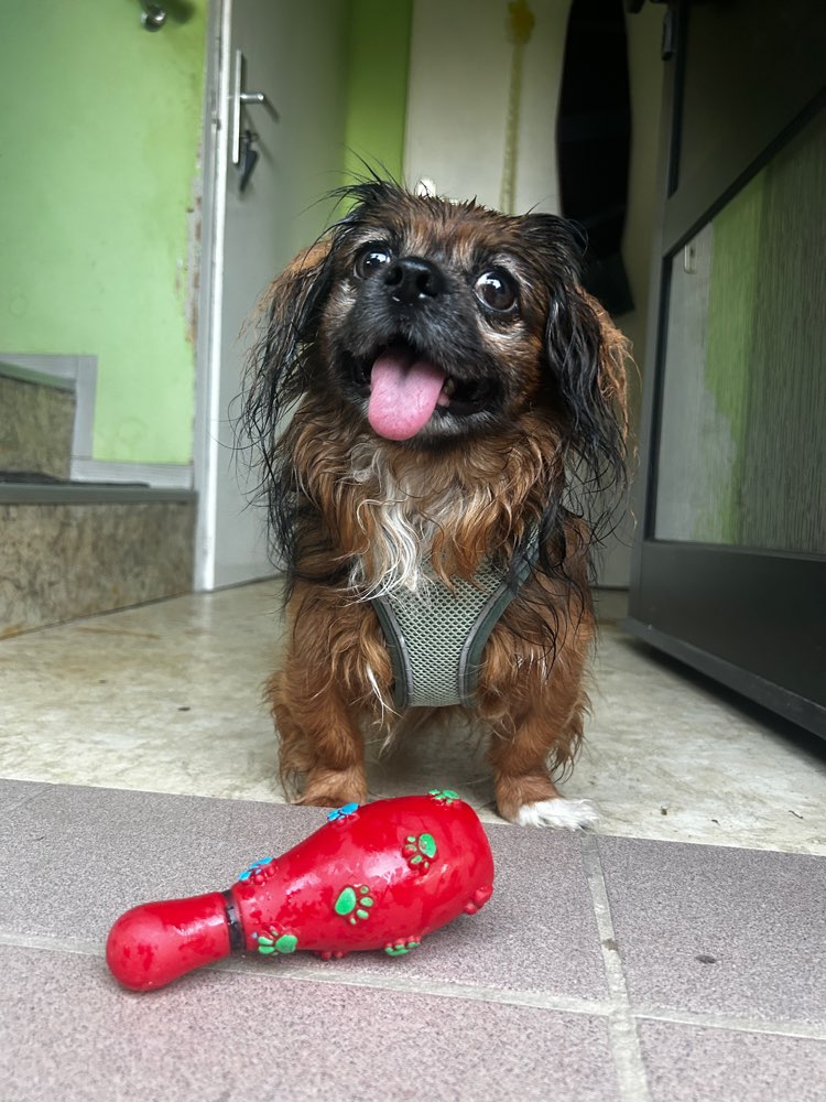 Hundetreffen-Gassi & Toben-Profilbild