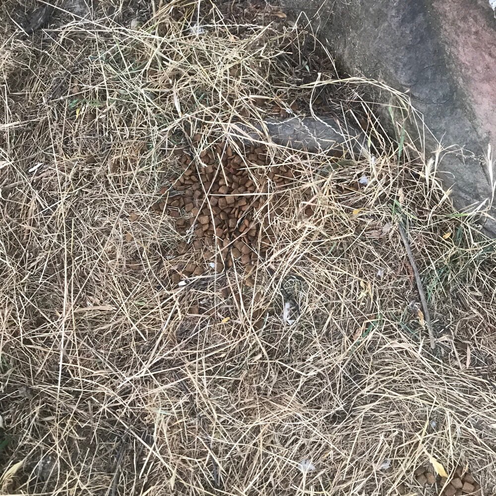 Giftköder-Womöglich Giftköder Neckarpromenade-Profilbild