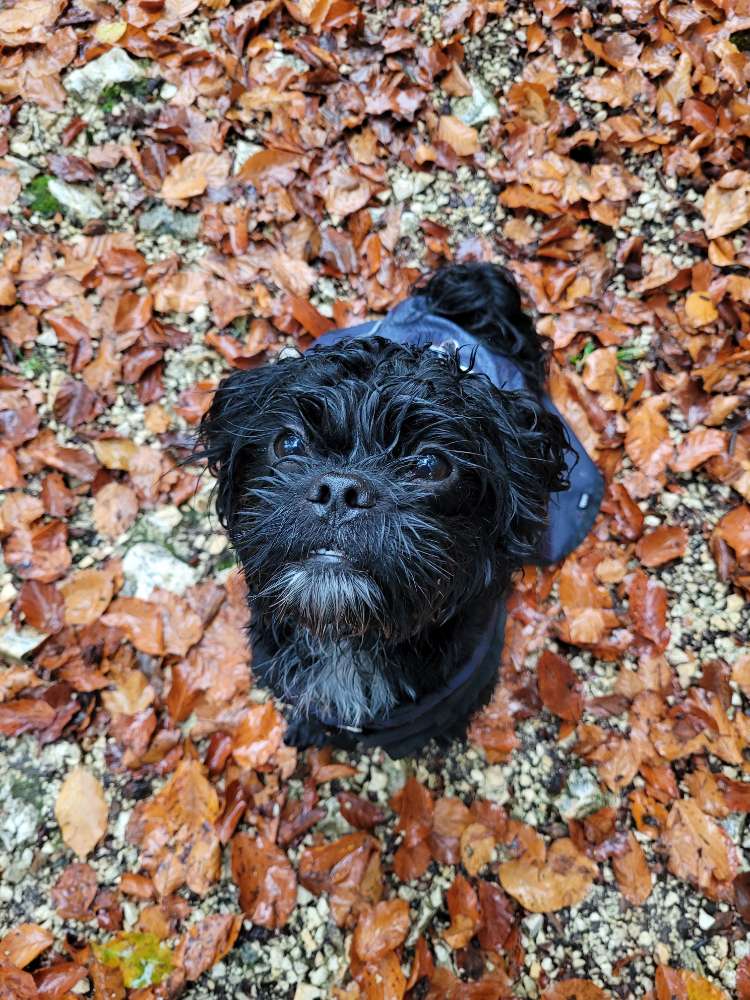 Hundetreffen-Gemeinsame Gassirunde-Profilbild