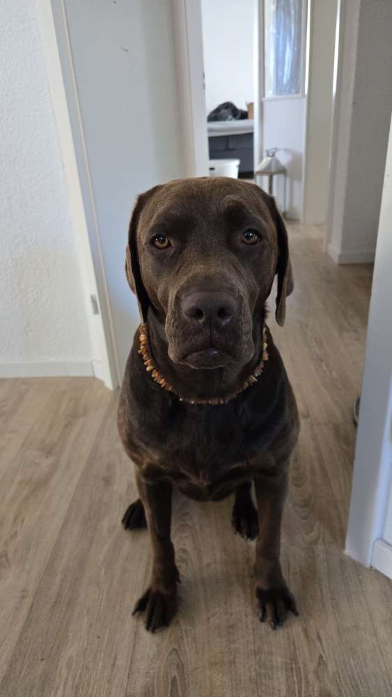 Hundetreffen-Gemeinsame Gassirunde-Profilbild