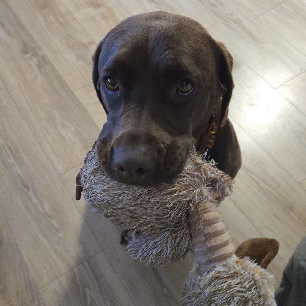 Hundetreffen-Gemeinsame Gassirunde-Profilbild