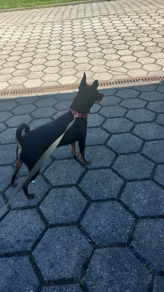 Hundetreffen-Gassirunde in Lünen und Umgebung-Profilbild