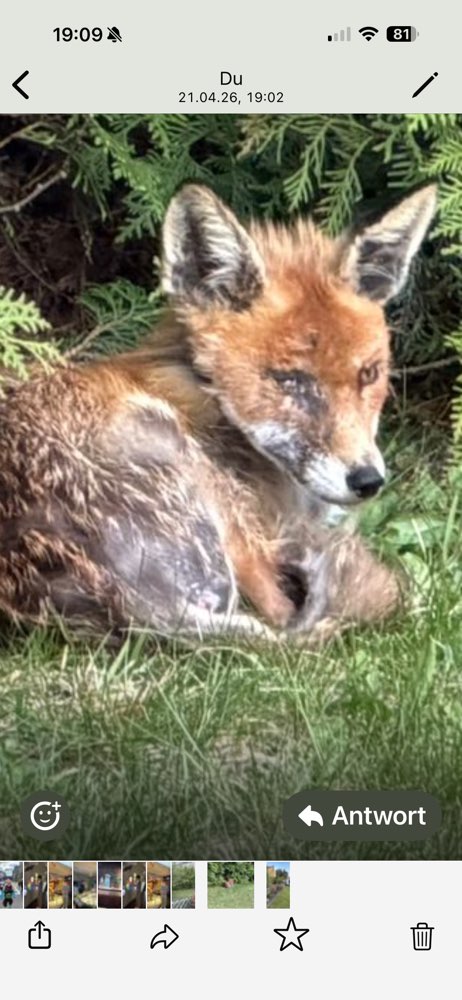 Giftköder-Beendet: Fuchs ist nicht mehr da!!!!-Profilbild