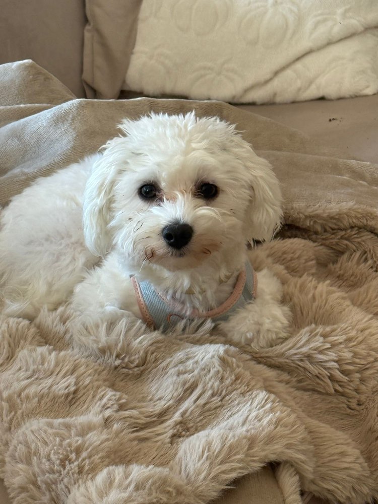 Hundetreffen-Sie liebt es zu spielen-Profilbild