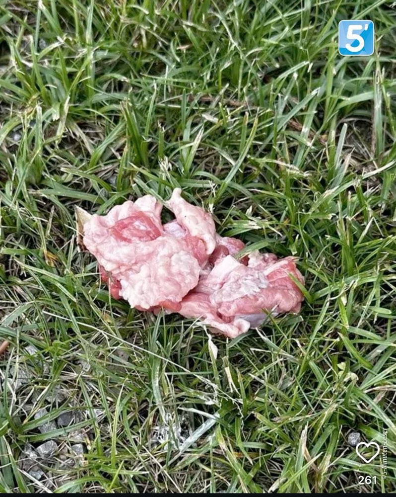 Giftköder-Giftköder-Profilbild