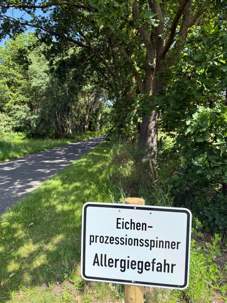 Giftköder-Eichenprozessionsspinner-Profilbild