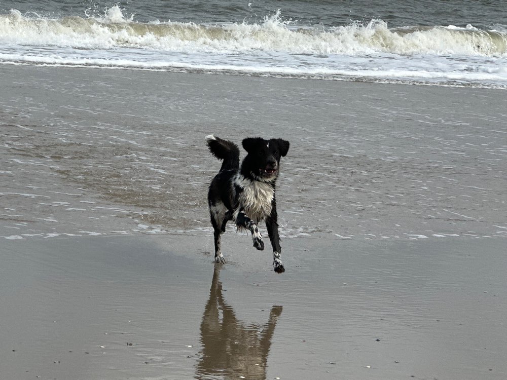 Hundetreffen-Runde im Vormittag-Profilbild