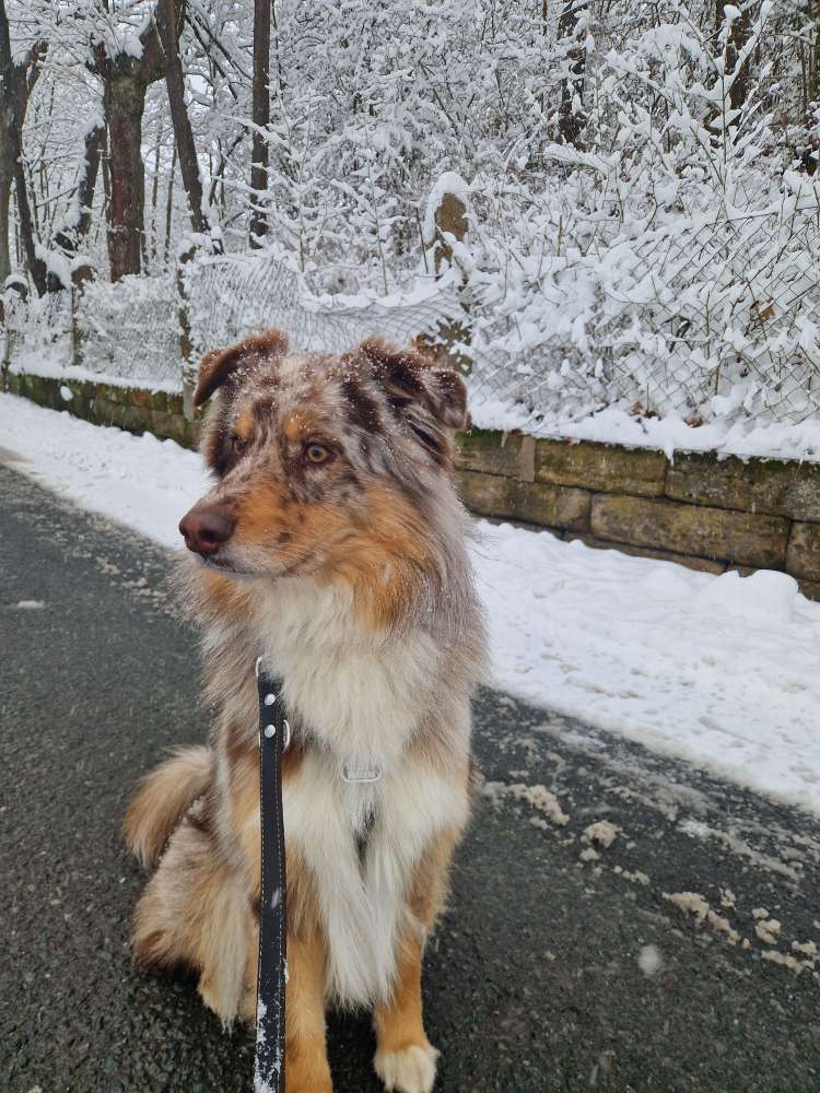 Hundetreffen-Training Hundebegegnungen-Profilbild