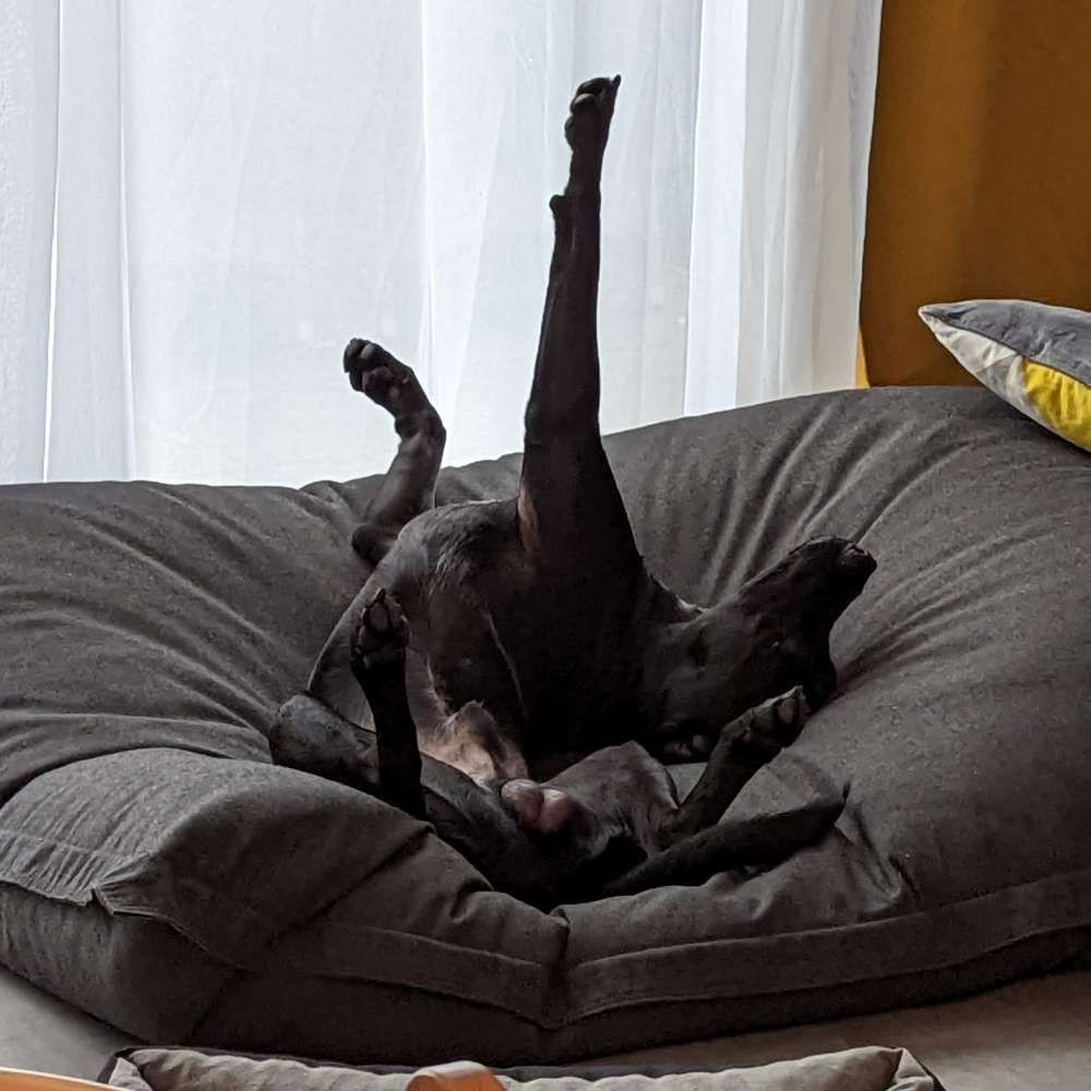 Hundetreffen-Gegenseitiges Hundesitten-Profilbild