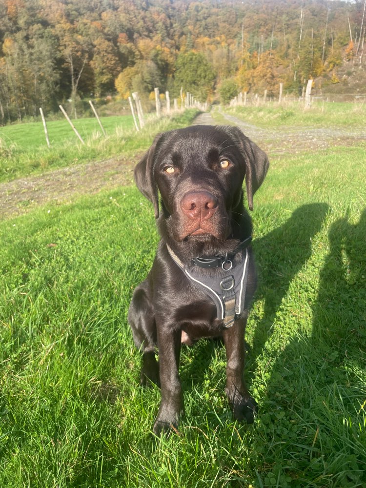 Hundetreffen-Gassi/Training-Profilbild