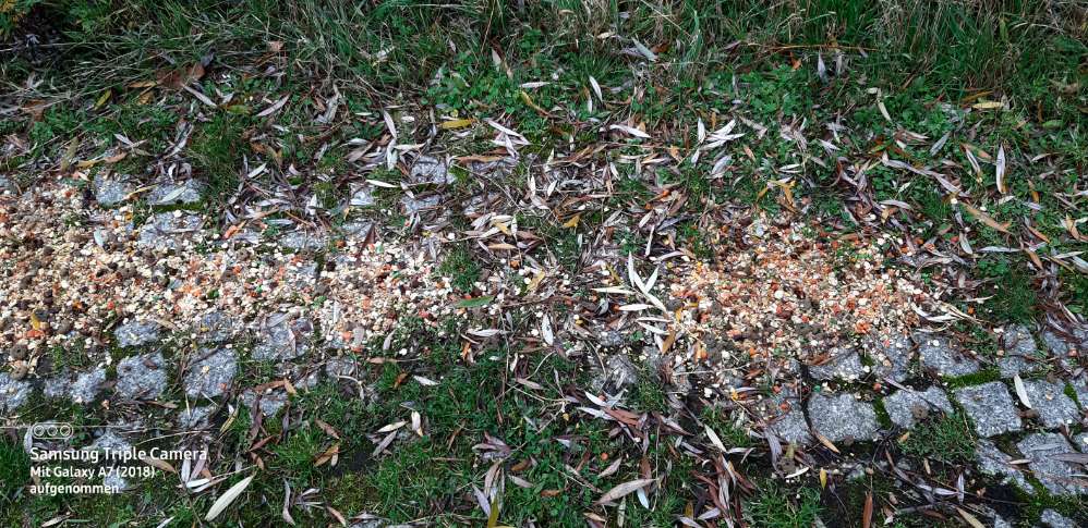 Giftköder-Eventuell Giftköder-Profilbild