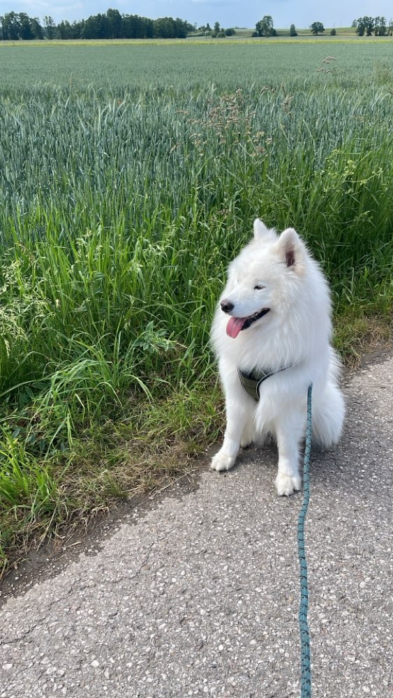 Hundetreffen-🐾 Hundefreunde für Percy gesucht 🐾-Profilbild