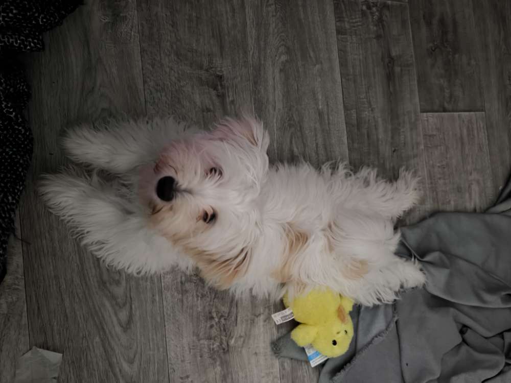 Hundetreffen-Spiele und Lerntreffen-Profilbild