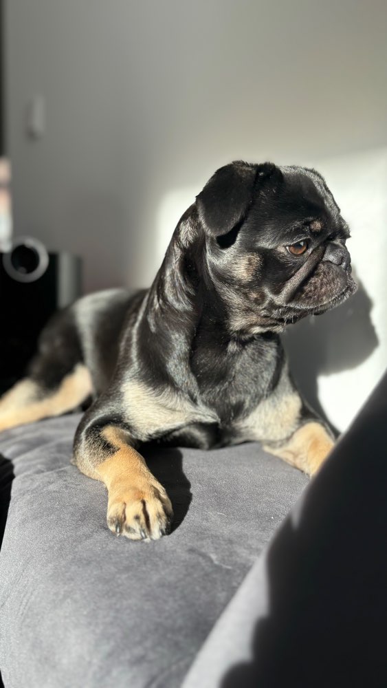 Hundetreffen-Gassi Runde/Spielrunde-Profilbild