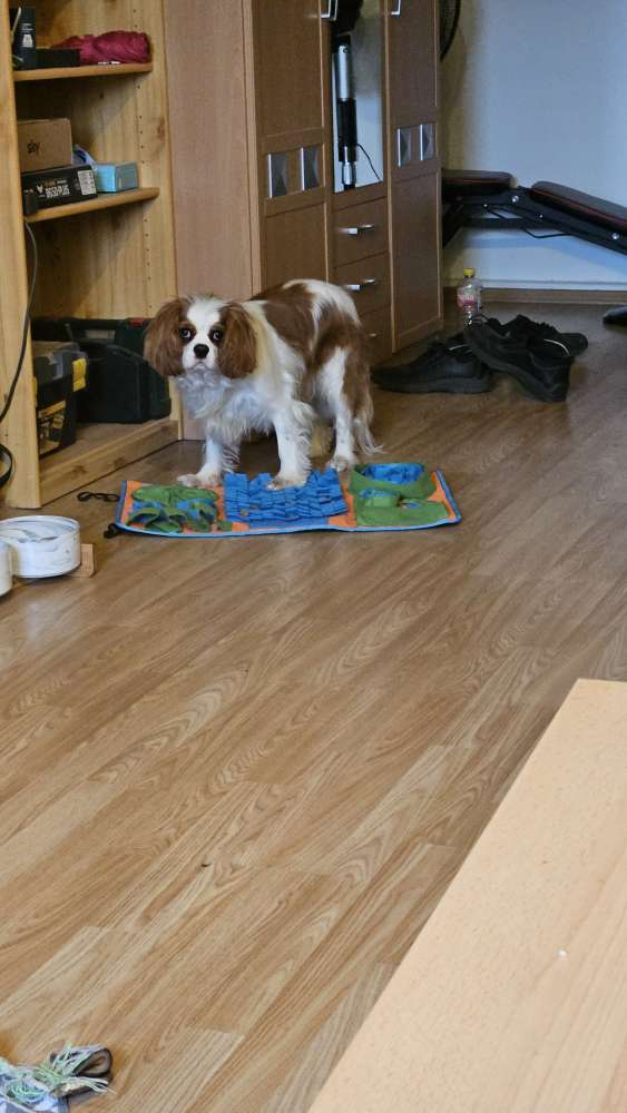 Hundetreffen-Treffen für kleine Hunde in Essen und Umgebung-Profilbild