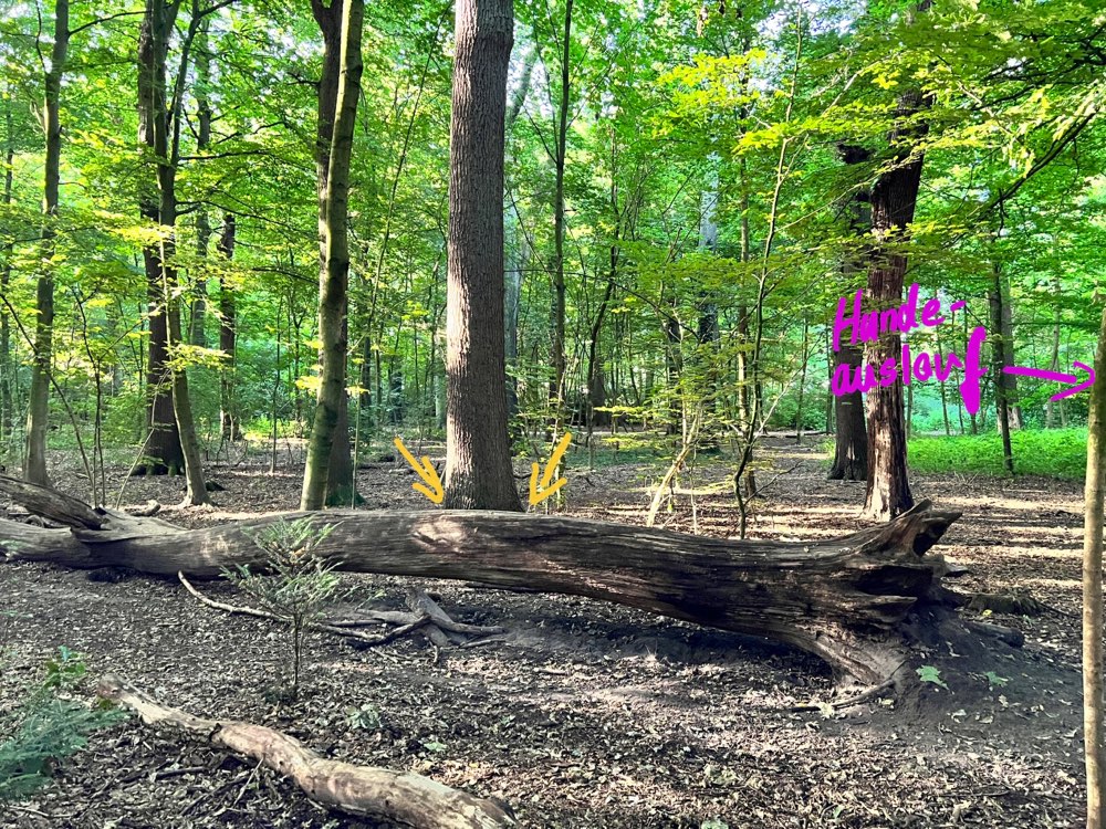 Giftköder-*Entwarnung* Möglicherweise Giftköder-Profilbild