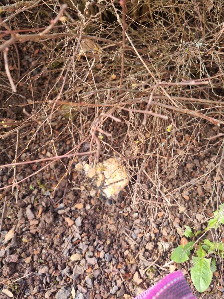 Giftköder-Könnte Giftköder sein-Profilbild