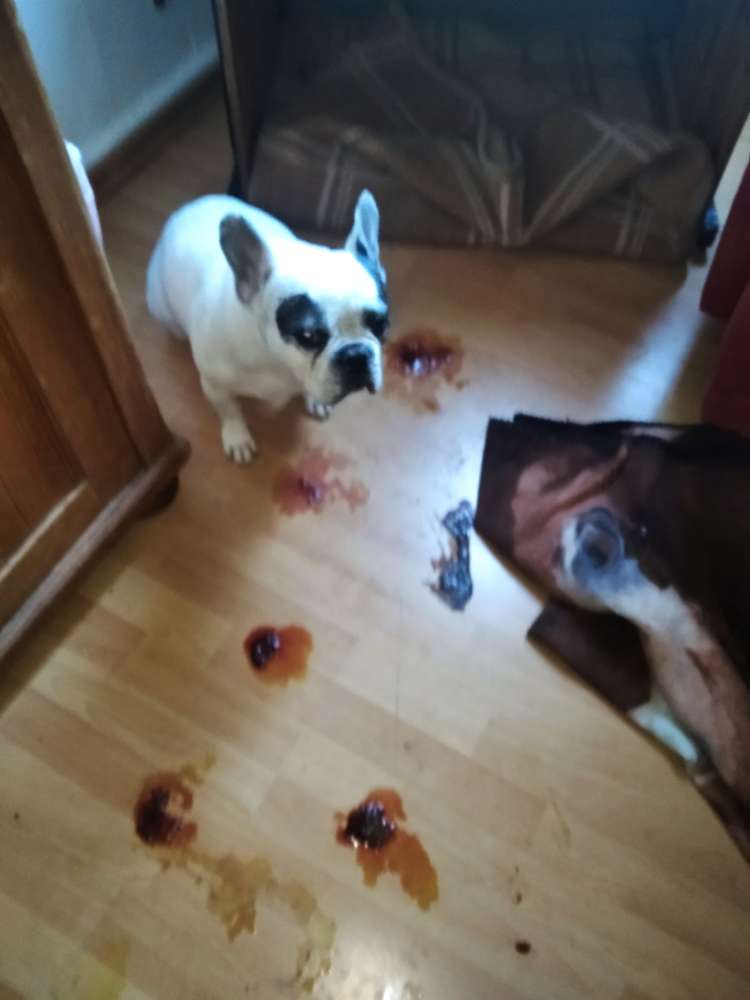 Giftköder-Giftköder-Profilbild