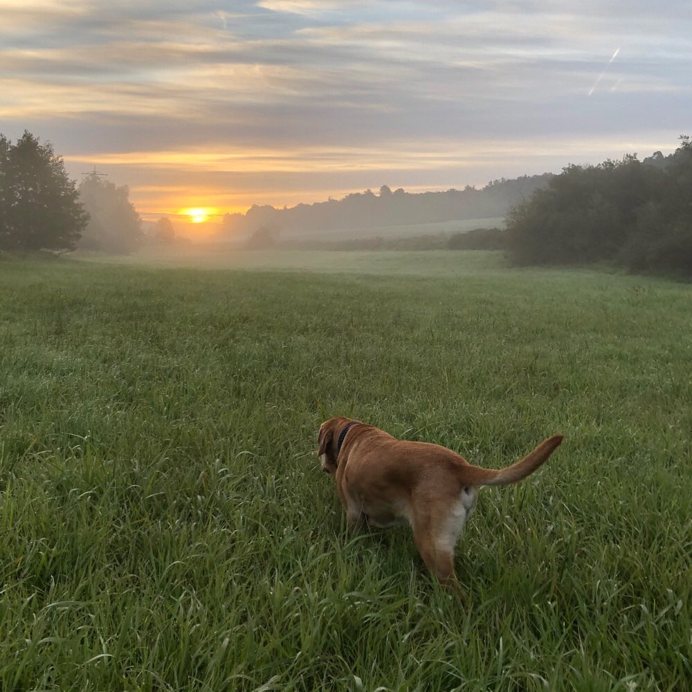 Hundetreffen-Gassibegleitung für morgens gesucht 🐶-Profilbild