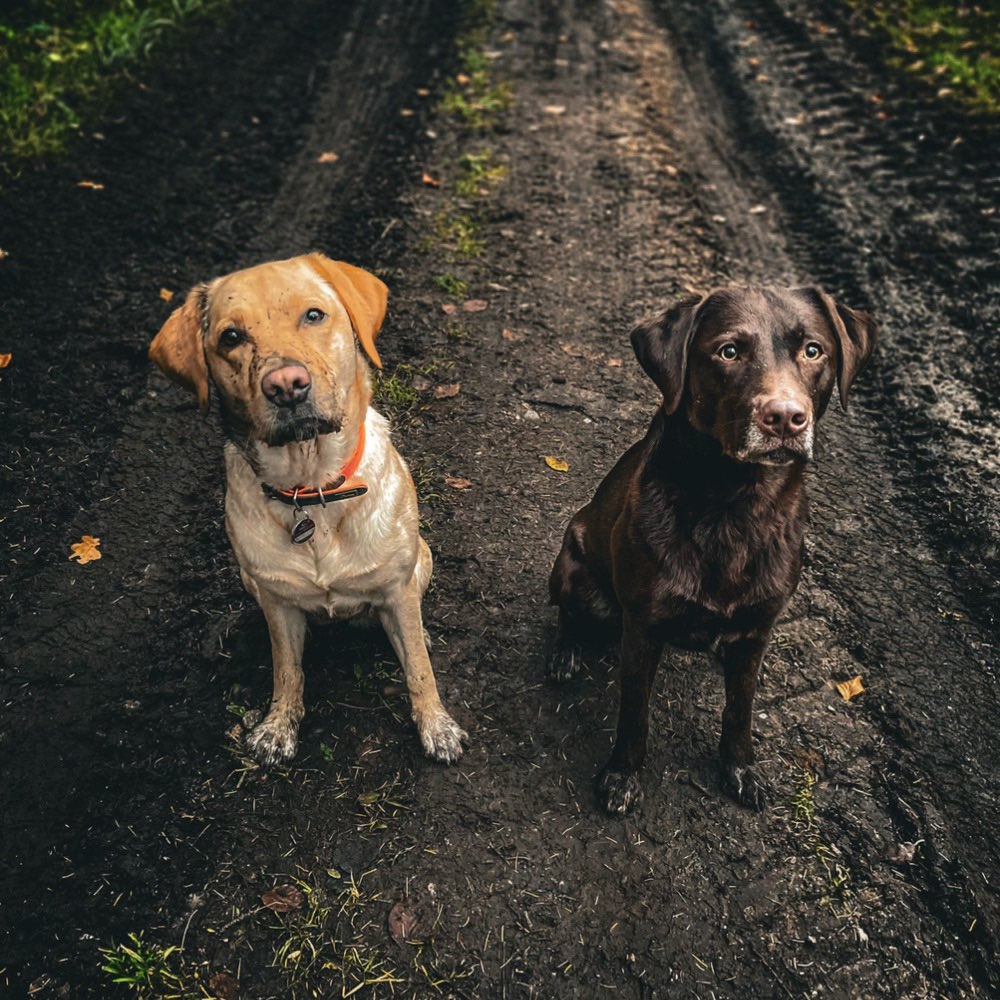 Hundetreffen-Socialwalk-Profilbild