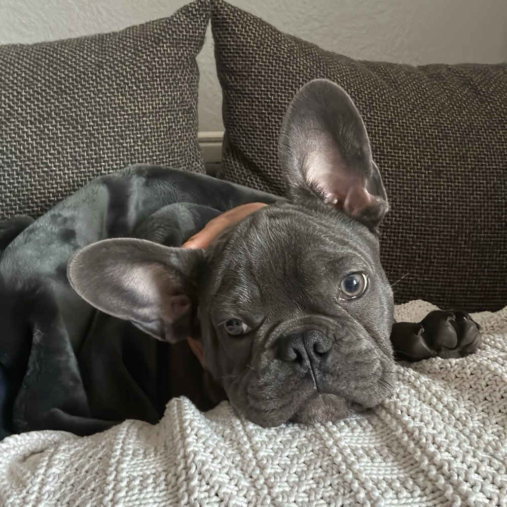 Hundetreffen-Pars braucht in seiner Größe Freunde-Profilbild