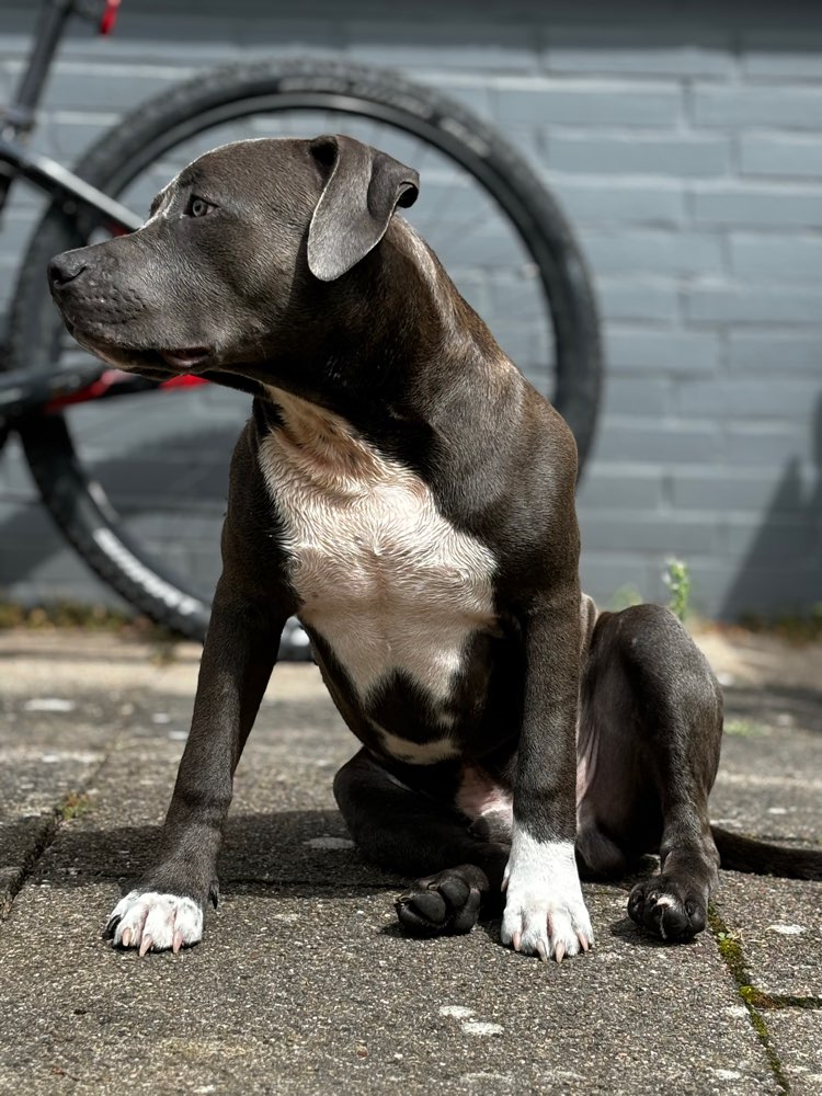 Hundetreffen-Spielstunde-Profilbild