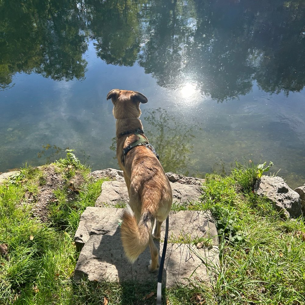 Hundetreffen-Lauf,Spiel- und Trainingsbuddy gesucht-Profilbild