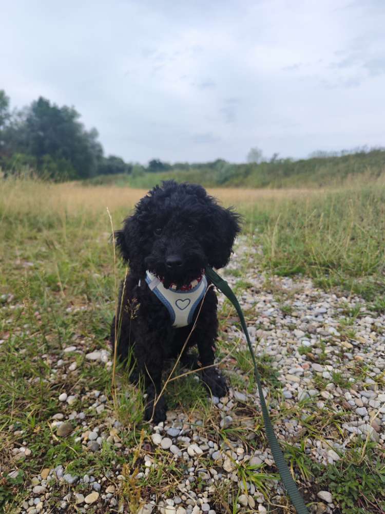 Hundetreffen-Welpenfreund gesucht Kleintierhund-Profilbild