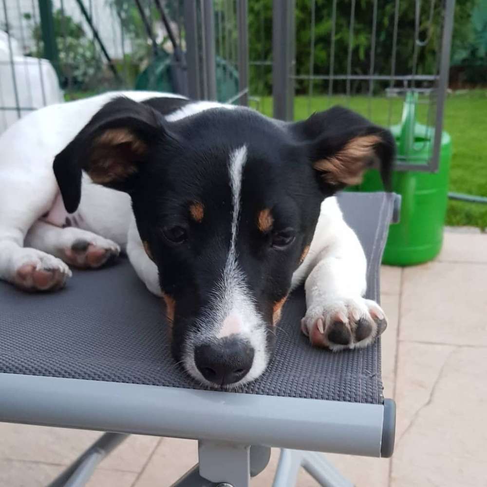 Hundetreffen-Gassi Runde-Profilbild