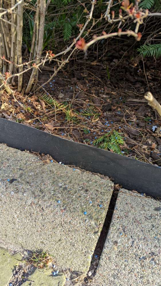 Giftköder-Blaukorn-Profilbild