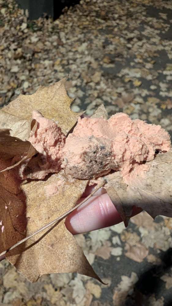 Giftköder-Potentieller Giftköder-Profilbild