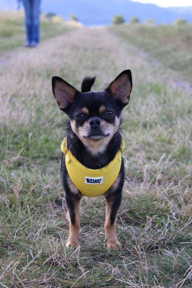 Hundetreffen-Gassirunden, Spielen, Wandern-Profilbild