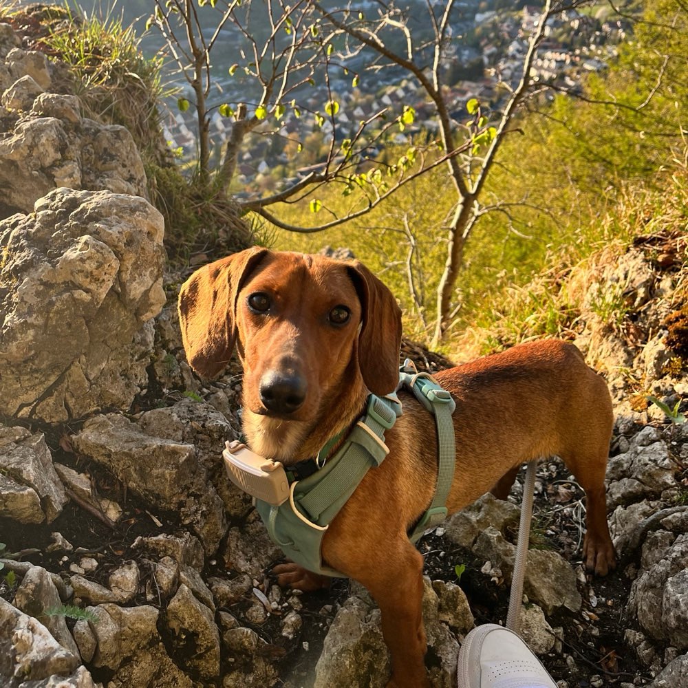 Hundetreffen-Gemeinsame Gassirunden-Profilbild