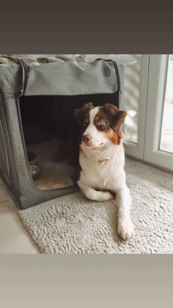 Hundetreffen-Spielrunden-Profilbild