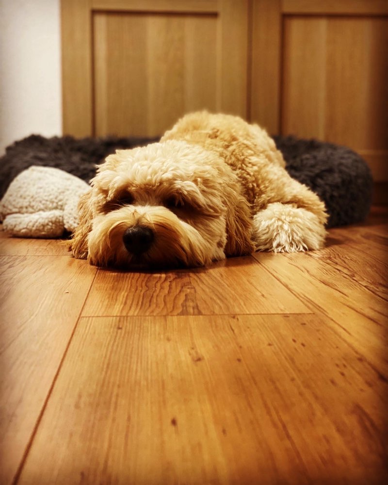 Hundetreffen-Hundetreffen mit Doodles-Profilbild