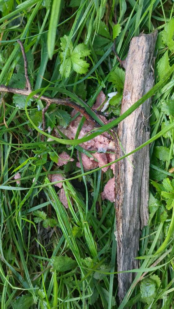 Giftköder-Giftköder-Profilbild