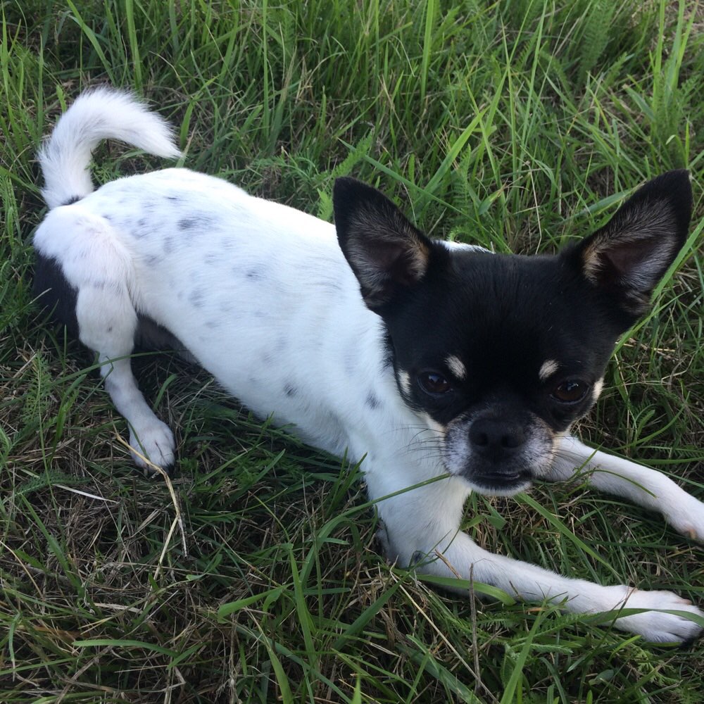 Hundetreffen-Spieltreff Wiese Edeka-Profilbild