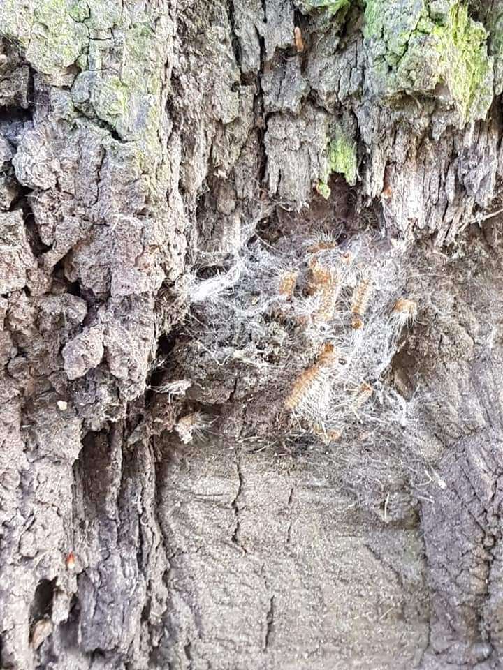 Giftköder-Eichenprozessionsspinner-Profilbild