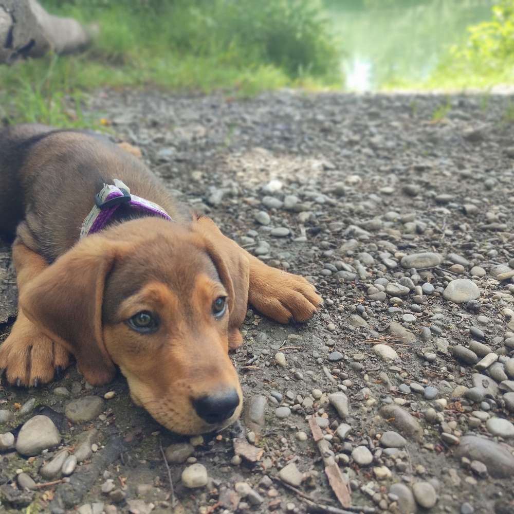 Hundetreffen-Welpentreffen-Profilbild