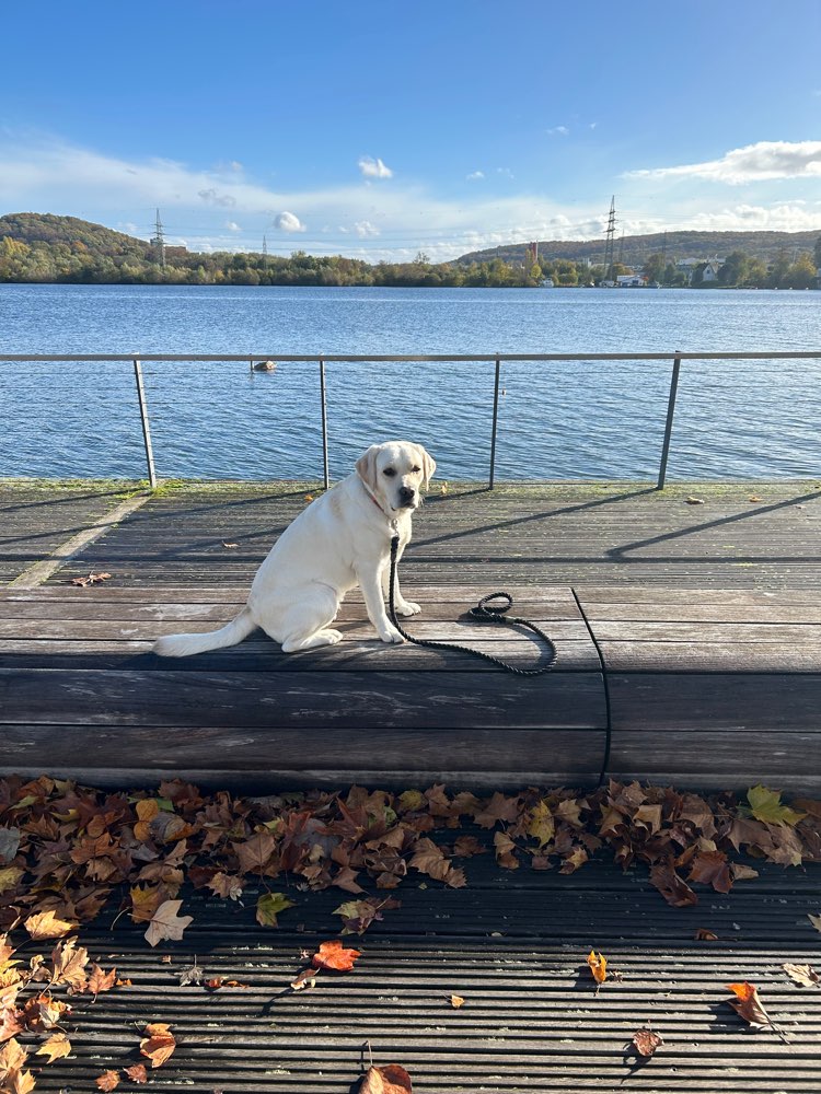 Hundetreffen-Gemeinsame Gassirunden-Profilbild