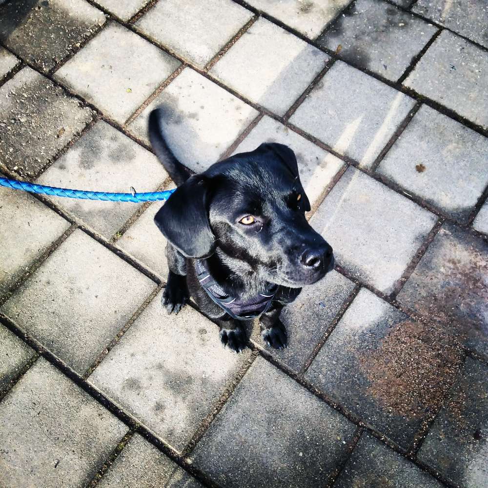 Hundetreffen-Spielen am Thüringer Bahnhof-Profilbild