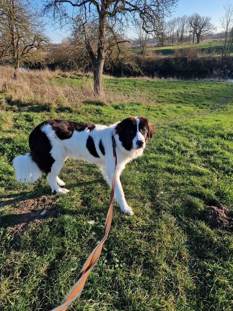 Hundetreffen-Spielrunde-Profilbild