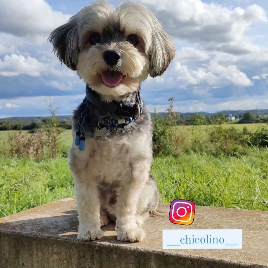Hundetreffen-Chico sucht Freunde zum spazieren und spielen-Profilbild