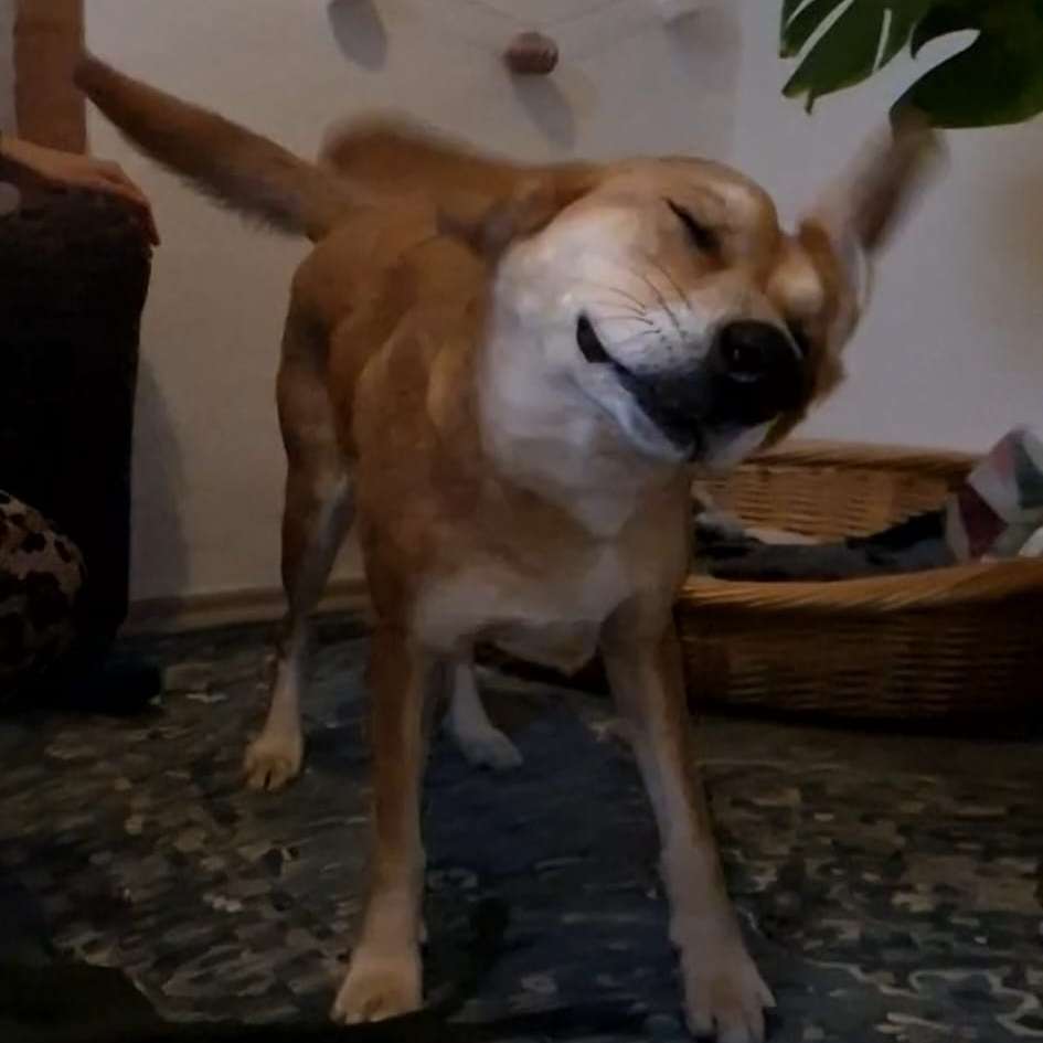 Hundetreffen-Hundefreund*innen zum Spielen und Trainieren-Profilbild