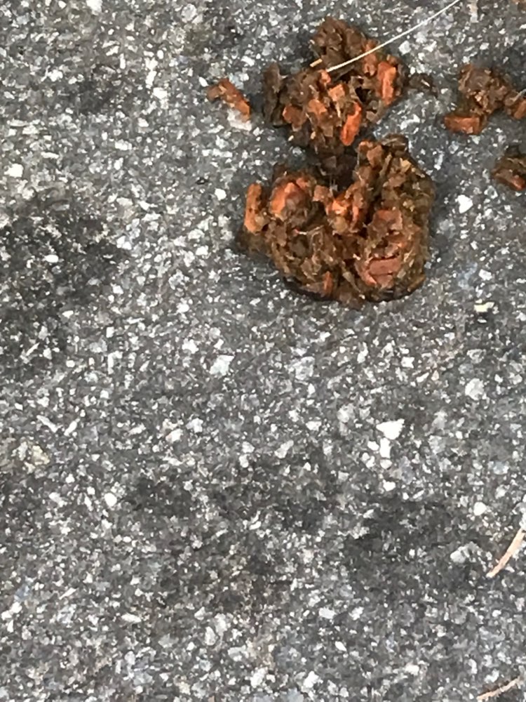 Giftköder-Wahrscheinlich Giftköder!!!-Profilbild