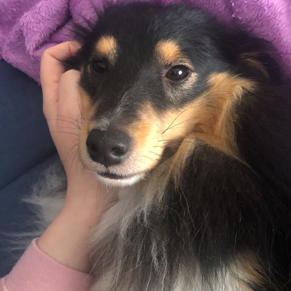 Hundetreffen-Gemeinsame Gassirunde ;-)-Profilbild