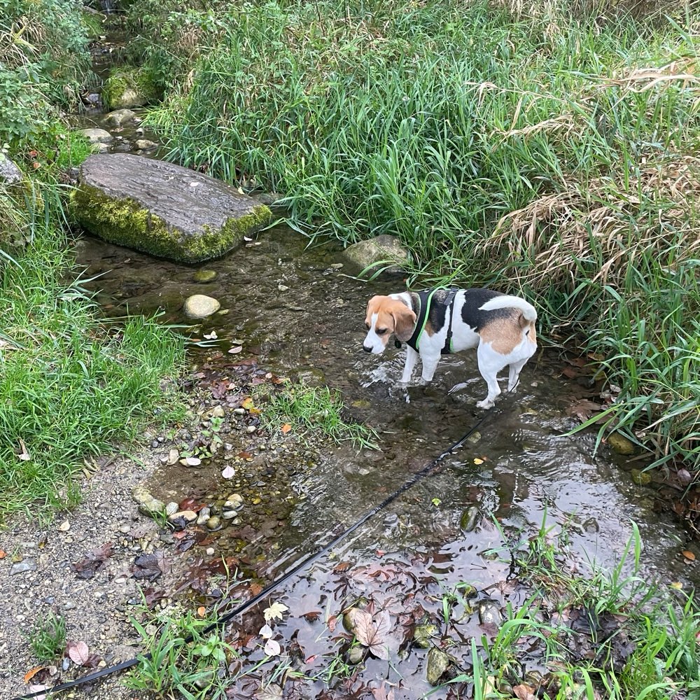 Hundetreffen-Gemeinsame gemütliche Spaziergänge-Profilbild