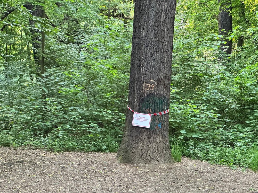 Giftköder-Eichen-Prozessionsspinner-Profilbild