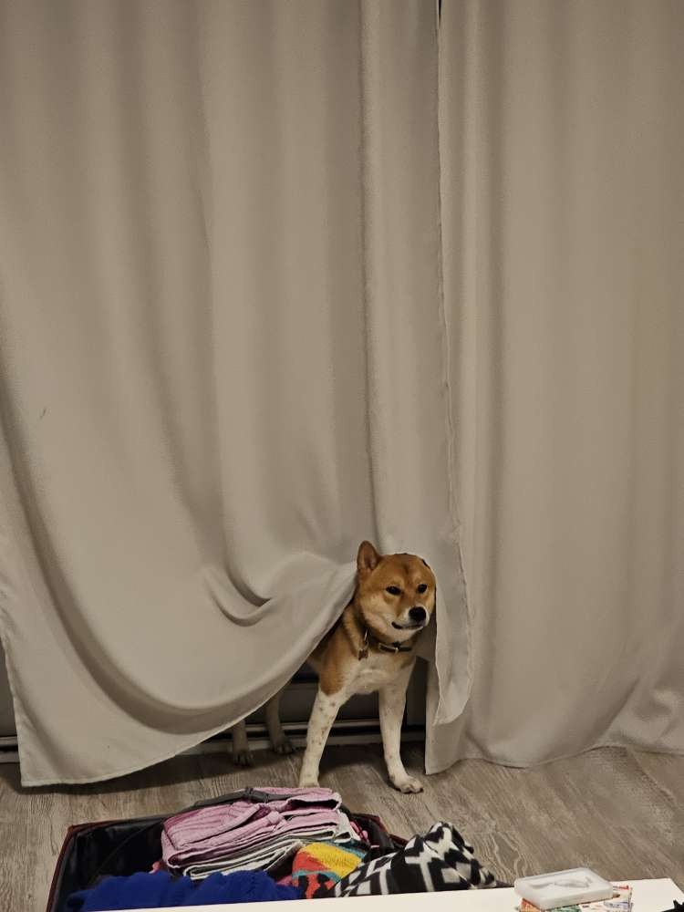 Hundetreffen-Shiba und Akita Bande rund um Cloppenburg/Oldenburg-Profilbild